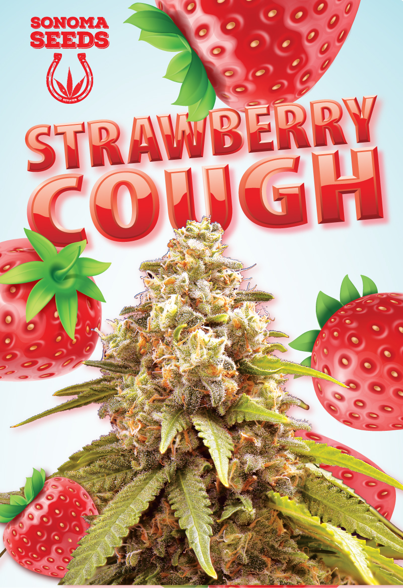 strawberry-cough-autoflower-image