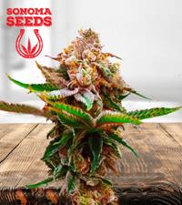 Strawberry Kush Autoflower