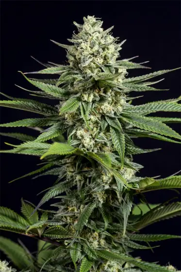 OG Kush CBD