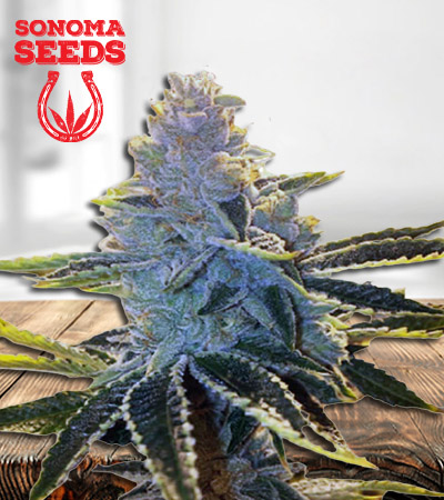 super-dog-autoflower-image