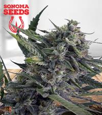 Sweet Kush Autoflower