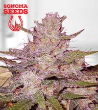 Tangerine Dream Autoflower