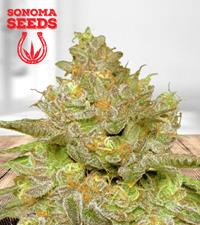 Thin Cookie Dog Autoflower