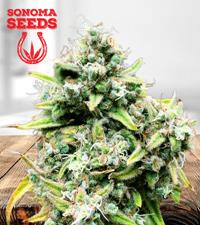 Train Wreck Autoflower