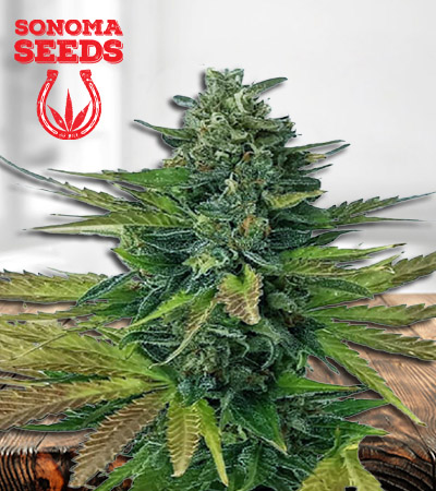 triple-diesel-autoflower-image