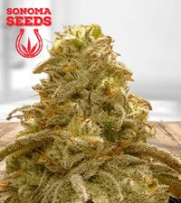 Watermelon OG Autoflowering