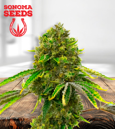 mazar-autoflower-image