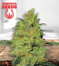 Pineapple Autoflower