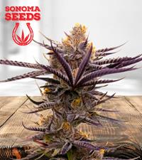 Purple Haze Autoflower