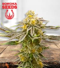 Strawberry Cheese Autoflower