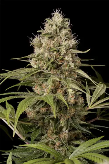 Shark Shock CBD