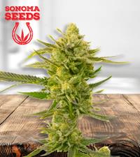 Super Skunk Autoflower