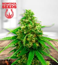 Sweet Tooth Autoflower