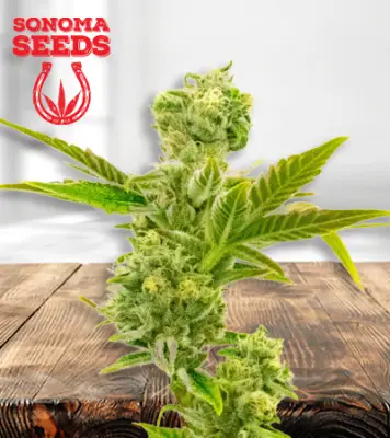 Triple XL Autoflower