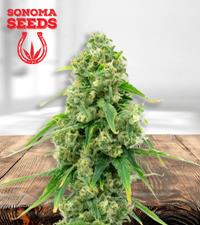 Wedding Cake Autoflower