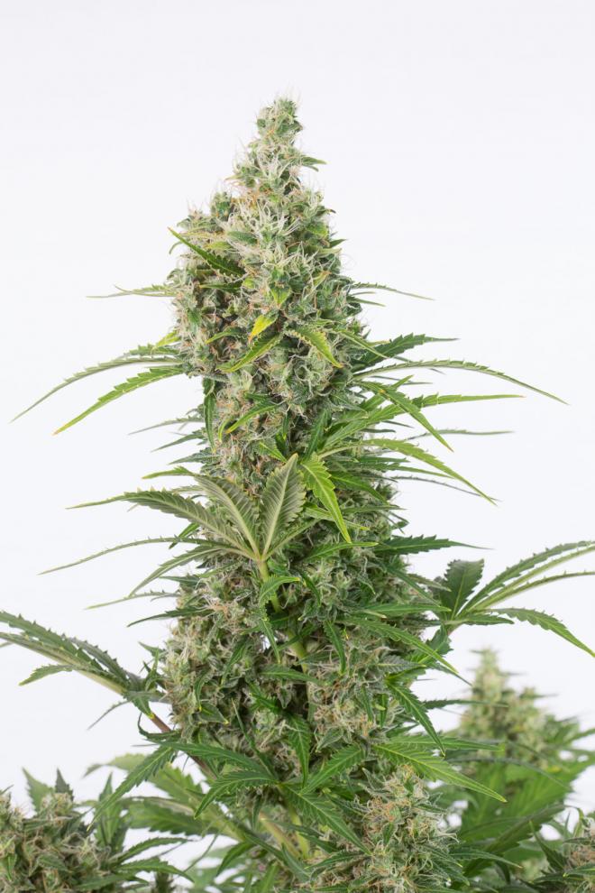 white-widow-autoflowering-cbd-image