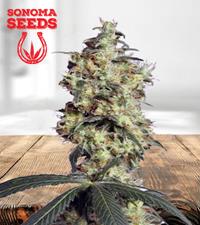 GrandDaddy Purple Autoflower