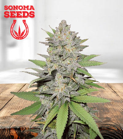 green-crack-autoflower-image