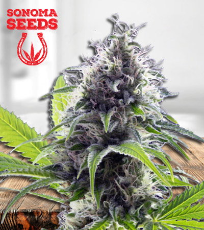 hawaiian-fire-autoflower-image