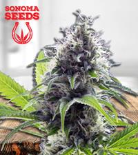 Hawaiian Fire Autoflower