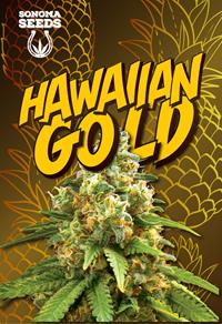 Hawaiian Gold Autoflower