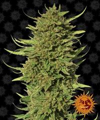 Critical Kush Regular