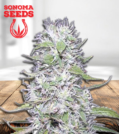 hawaiian-skunk-autoflower-image