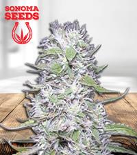 Hawaiian Skunk Autoflower