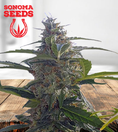 headband-autoflower-image