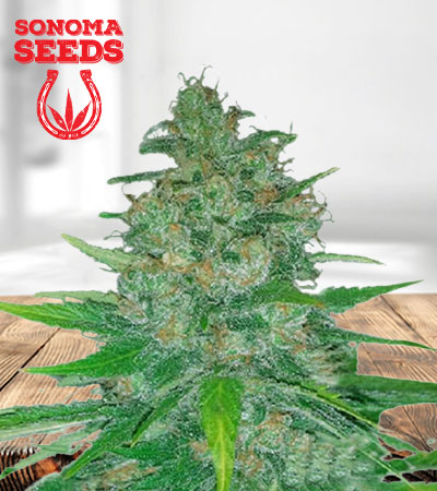 island-sweet-skunk-autoflower-image