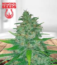 Island Sweet Skunk Autoflower