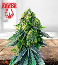 Jack Herer Autoflower