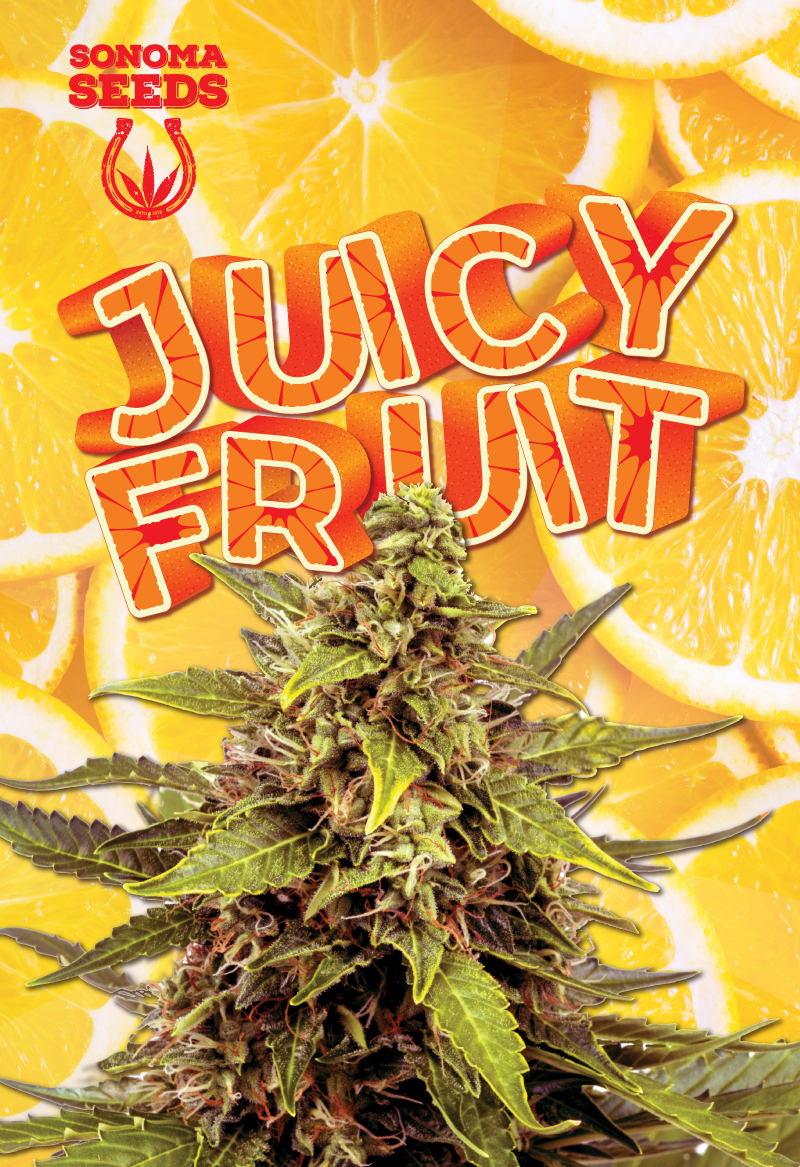 juicy-fruit-autoflower-image