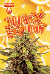 Juicy Fruit Autoflower