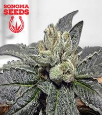 Jungle Juice Autoflower