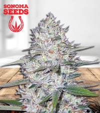 Killer Blue Autoflower