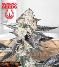 King Louis XIII Autoflower