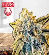 King's Bread Autoflower