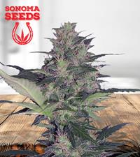 Kiwi Mint Autoflower