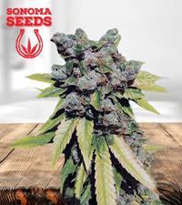 Lambs Breath Autoflower