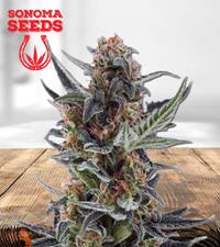 Light Sabre Autoflower