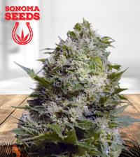 Maui Wowie Autoflower