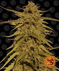 Pineapple Haze Regular