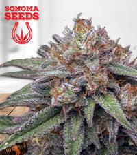 Mint Cookies Autoflower