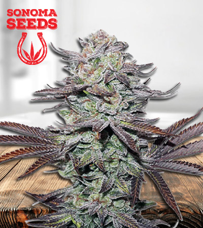 mint-dawg-autoflower-image