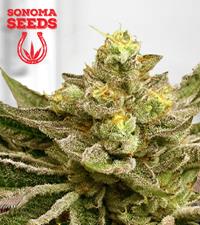 Mint Melon Autoflower