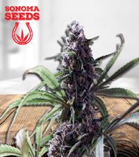 Mr. Green Autoflower