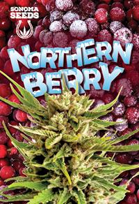 Northern Berry Autoflower