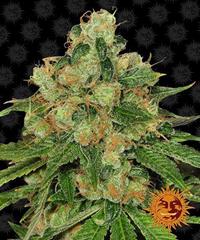 CBD Caramel Regular