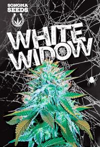 White Widow Autoflower